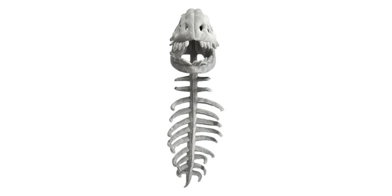 Dinosaur Skeleton Plush Merch
